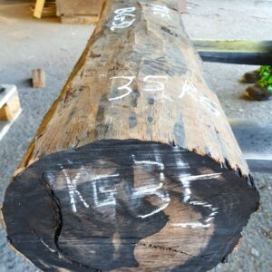 TRONCHETTO EBANO GABON